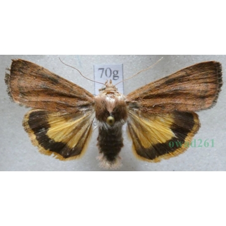 Noctua interjecta Hübner, 1803 Rolnica Czech70g